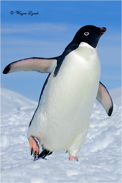 Adelie Penguin by Dr. Wayne Lynch ©